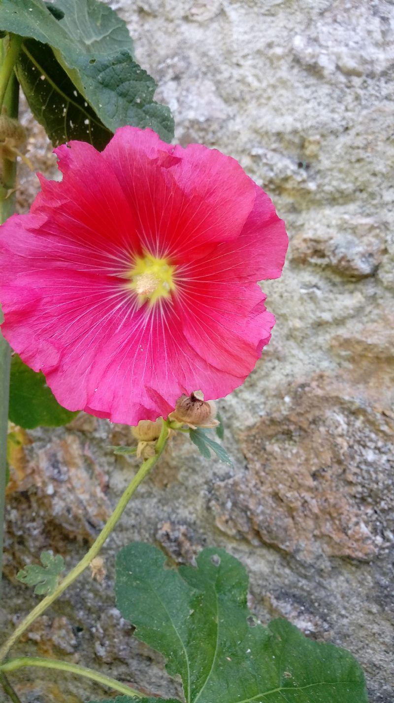 Alcea rosea?... Alcea sp (A. rosea o A. biennis)