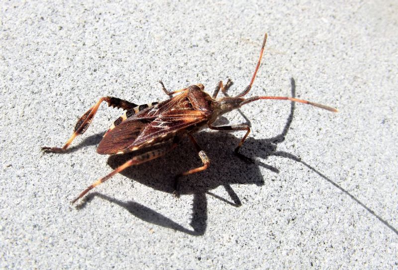 Coreidae: Leptoglossus occidentalis