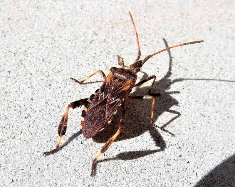 Coreidae: Leptoglossus occidentalis