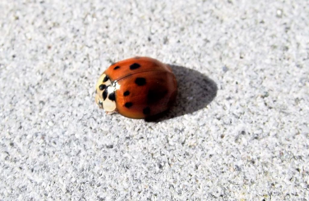 Coccinellidae: Harmonia axyridis