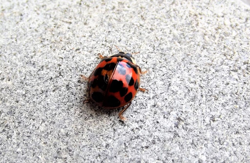 Coccinellidae: Harmonia axyridis