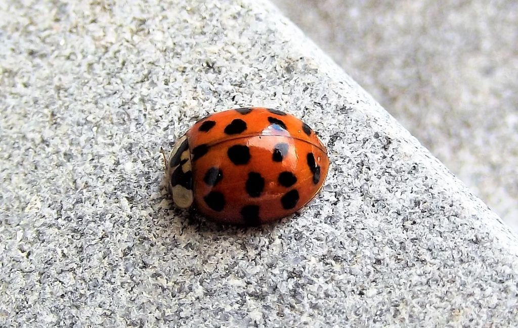 Coccinellidae: Harmonia axyridis