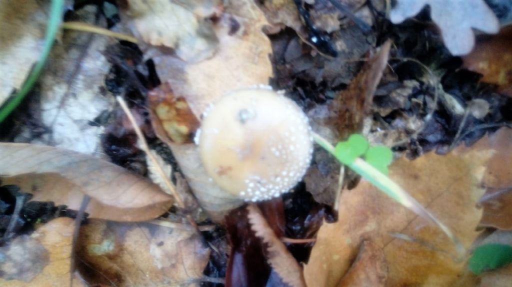 Amanita pantherina?