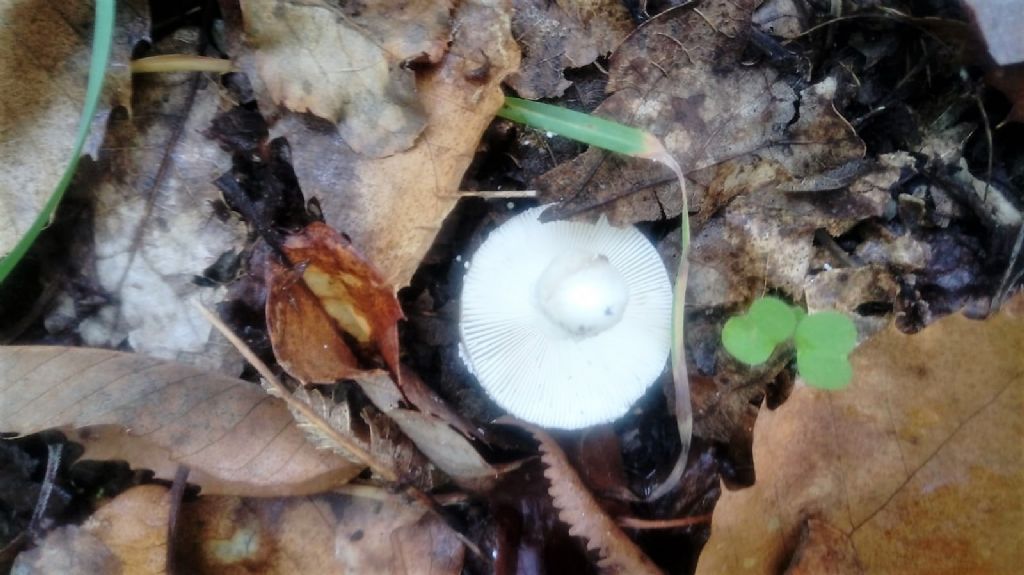 Amanita pantherina?