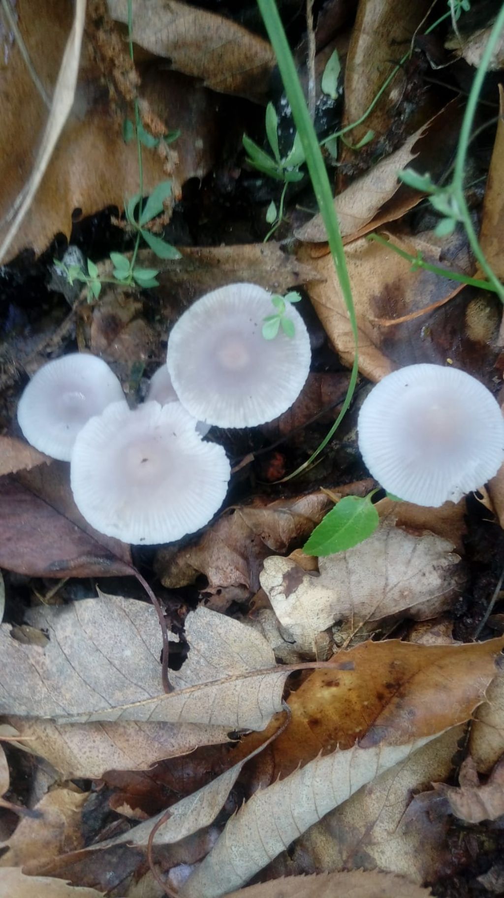 piccoli funghi