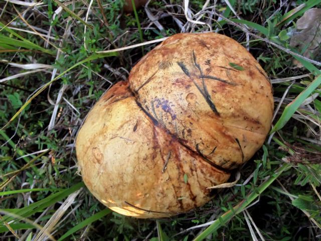 Boletus satana?