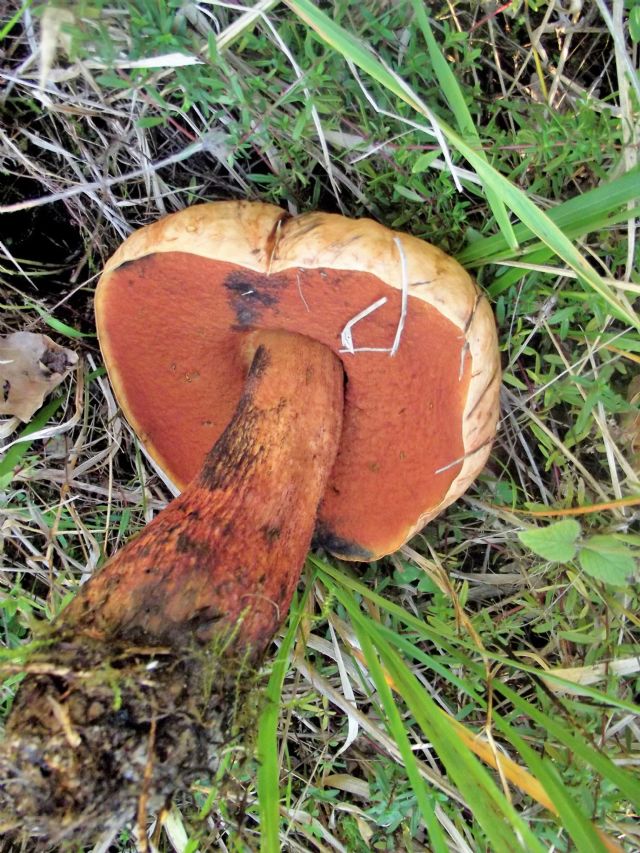 Boletus satana?