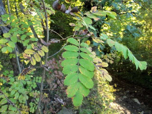 piccolo alberello: Sorbus sp. (Rosaceae)