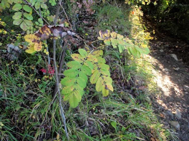 piccolo alberello: Sorbus sp. (Rosaceae)