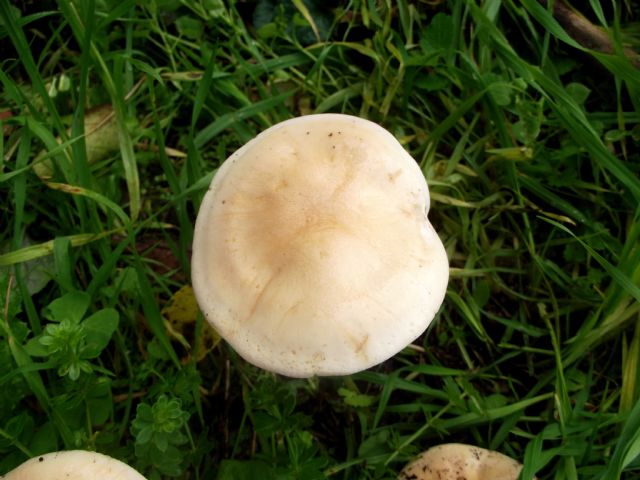 altro gruppo di funghi