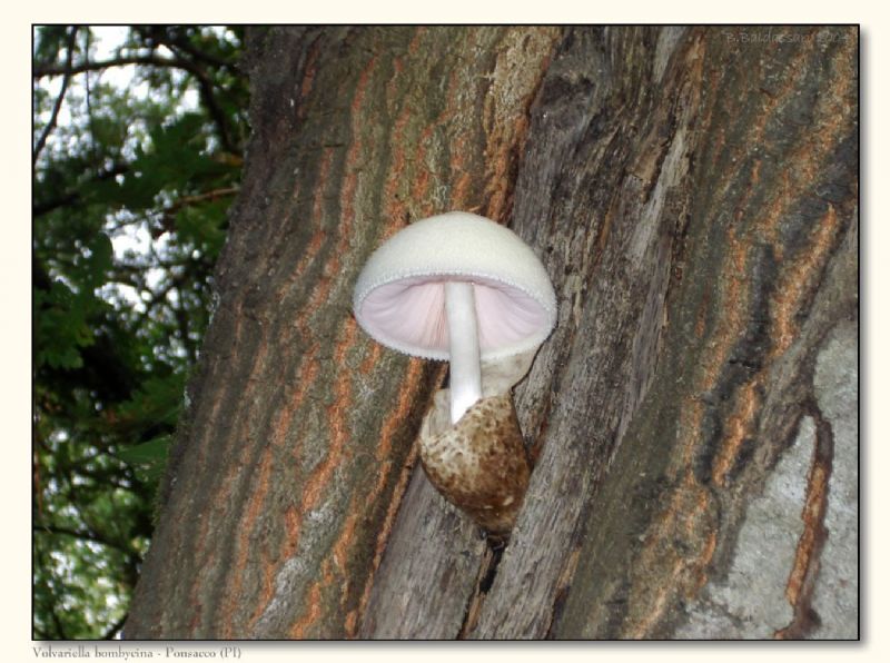 Volvariella?