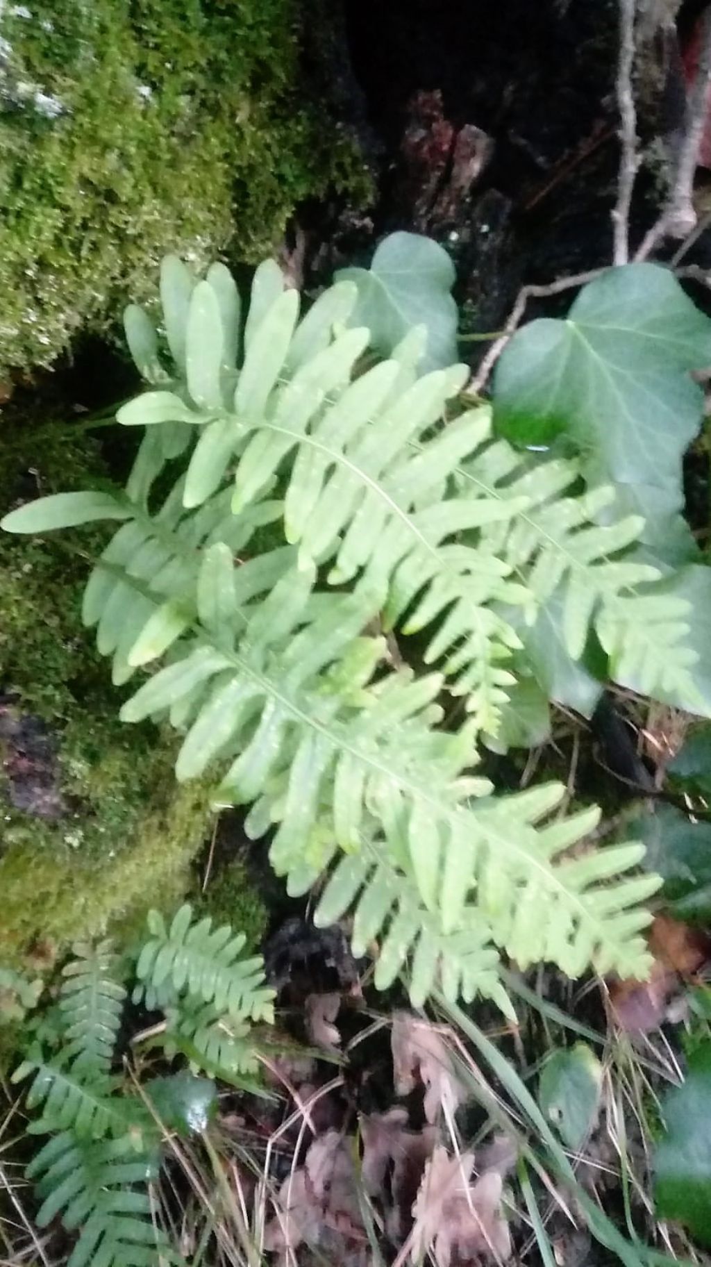 Felce: Polypodium vulgare