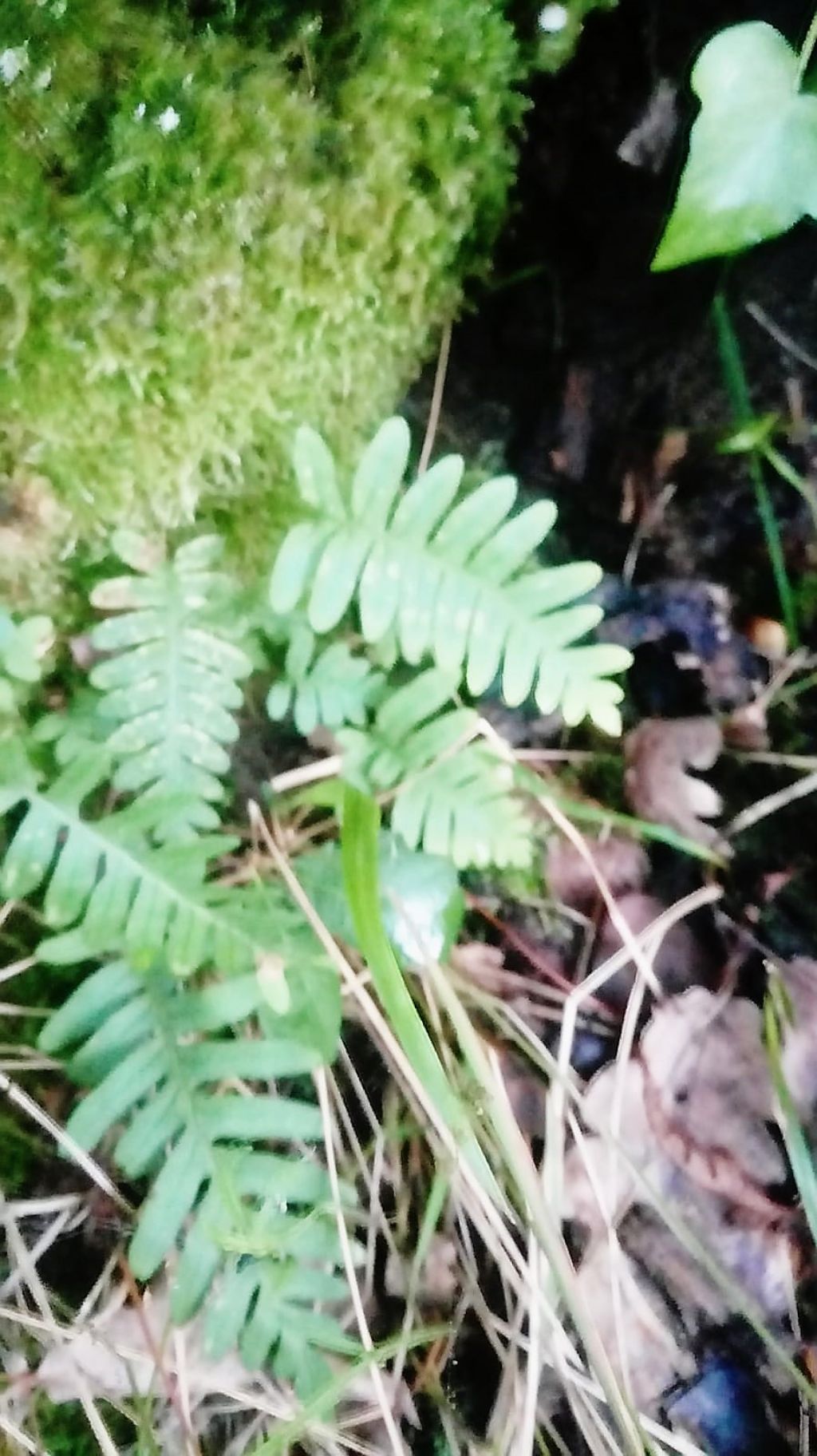 Felce: Polypodium vulgare