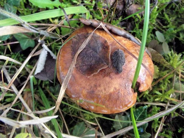 fungo da identificare