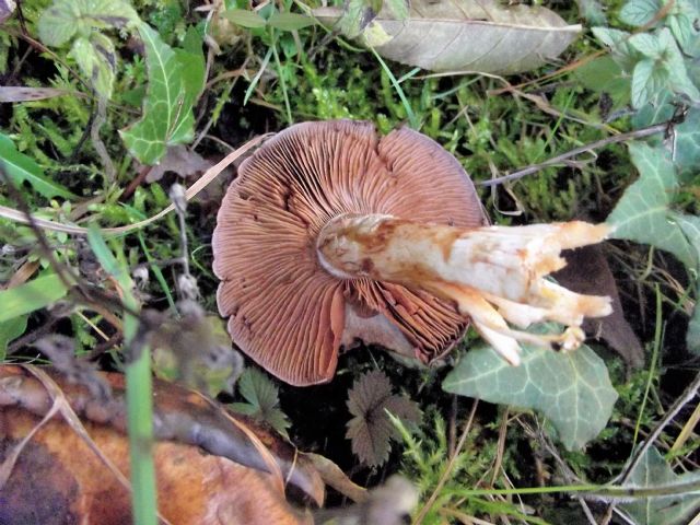 fungo da identificare