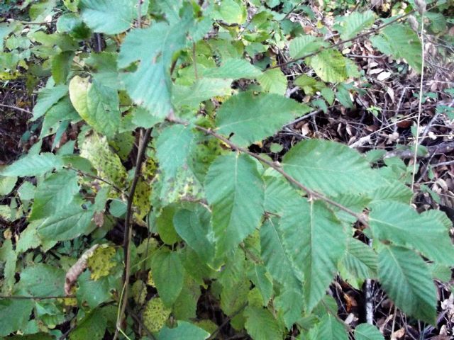 pianta da determinare: cfr. Ulmus sp.