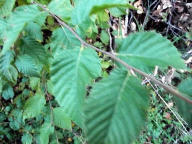 pianta da determinare: cfr. Ulmus sp.