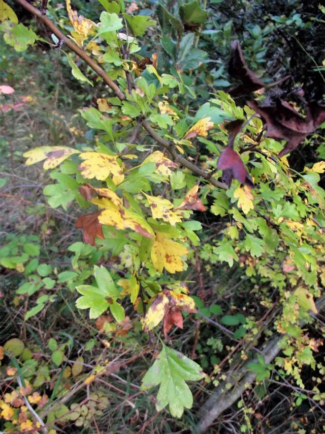 Crataegus monigyna? ... Crataegus sp. (Rosaceae)