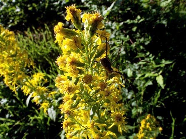 Solidago virgaurea (Asteraceae)