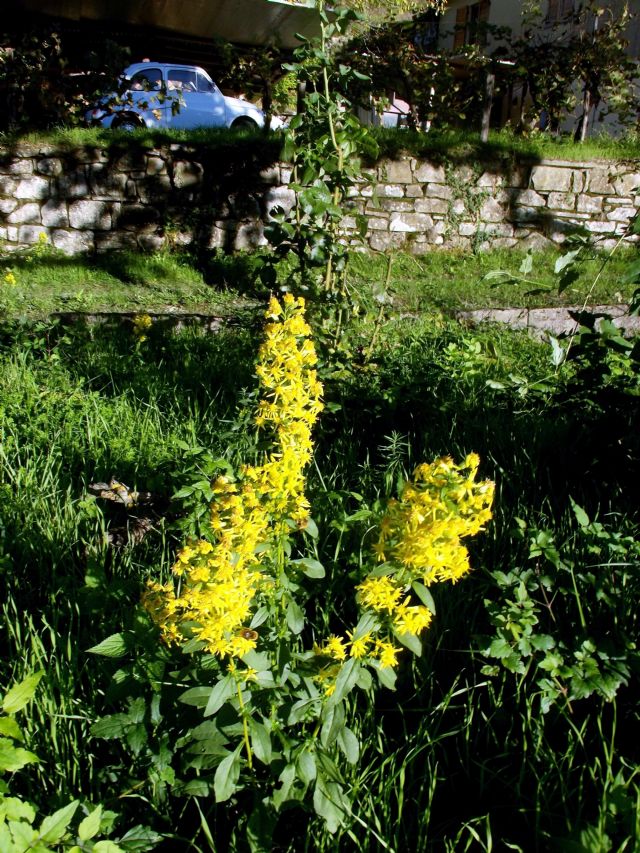 Solidago virgaurea (Asteraceae)