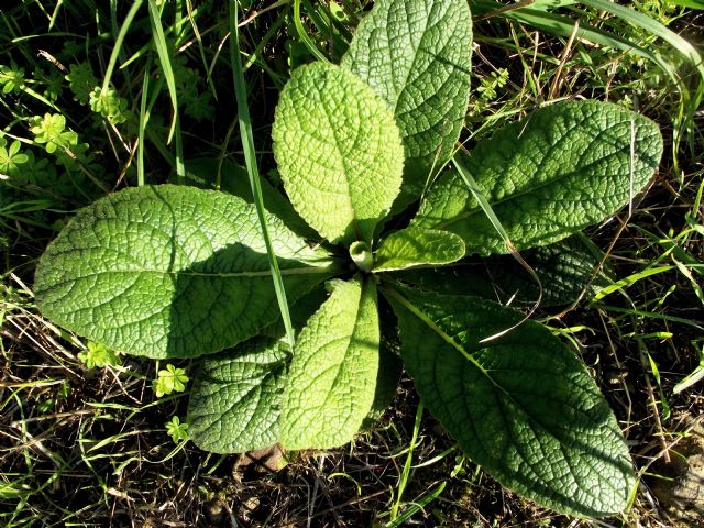 Pianta da determinare: cfr. Pentanema (ex Inula) sp.