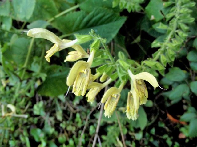 Lamiaceae: Salvia glutinosa