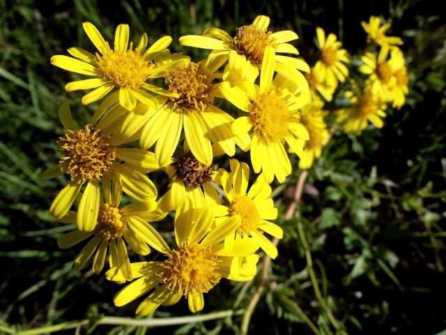 Asteraceae: Jacobaea erucifolia