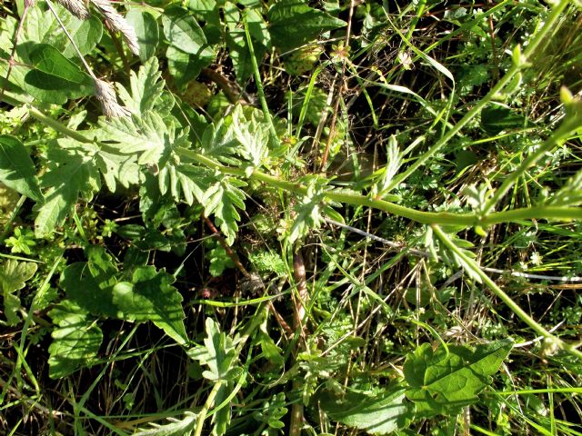 Asteraceae: Jacobaea erucifolia