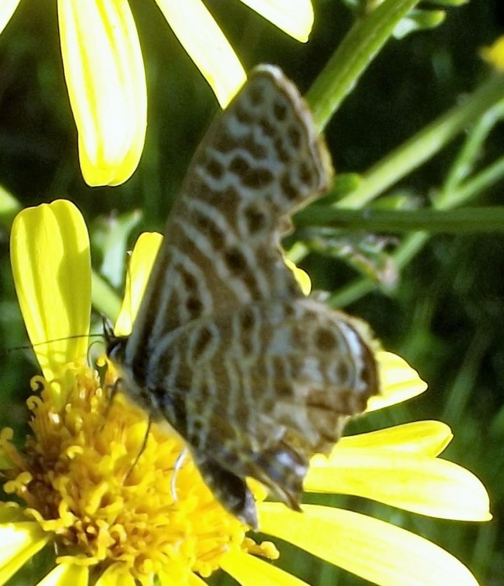 Leptotes pirithous - Lycaenidae