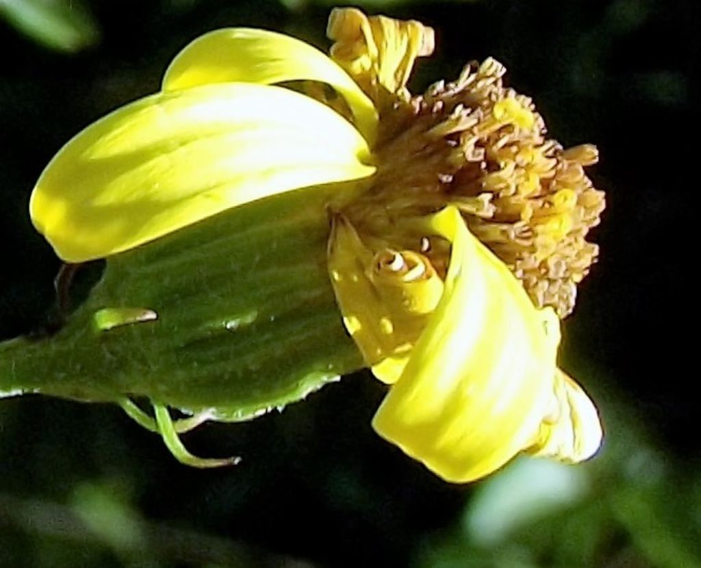 Asteraceae: Jacobaea erucifolia