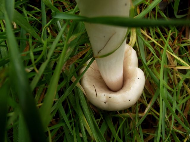 fungo da determinare