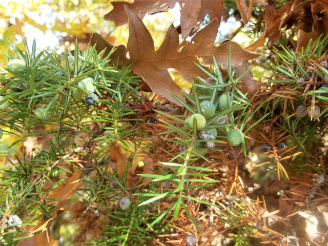 Juniperus communis