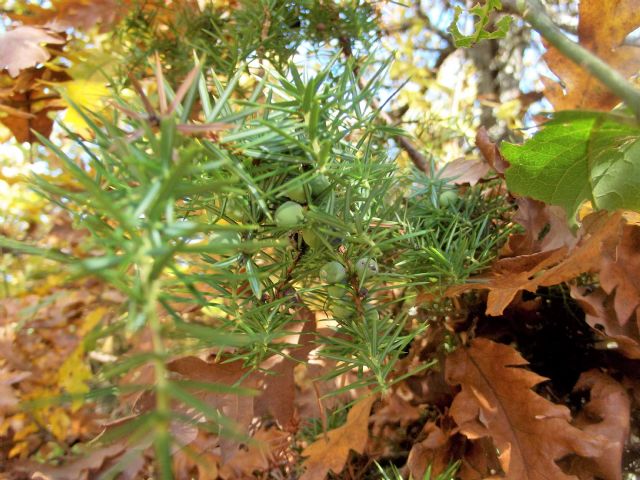 Juniperus communis