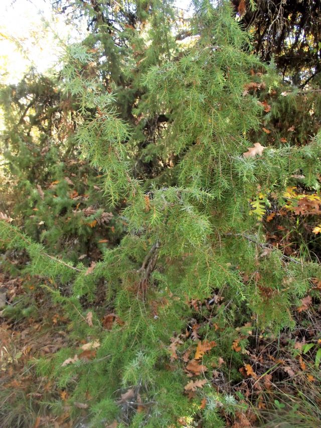 Juniperus communis