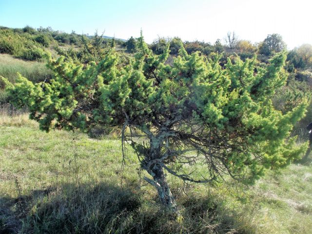 Juniperus communis