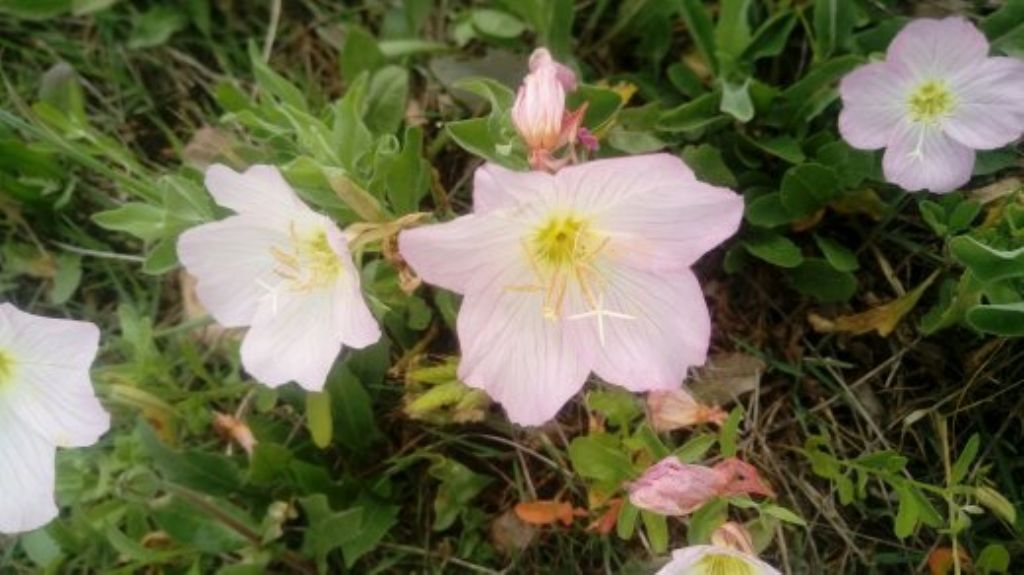 Oenothera speciosa / Enagra bella