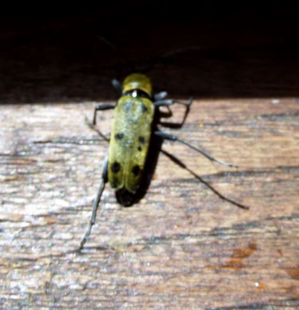 Cerambicidae?  S, Chlorophorus glabromaculatus