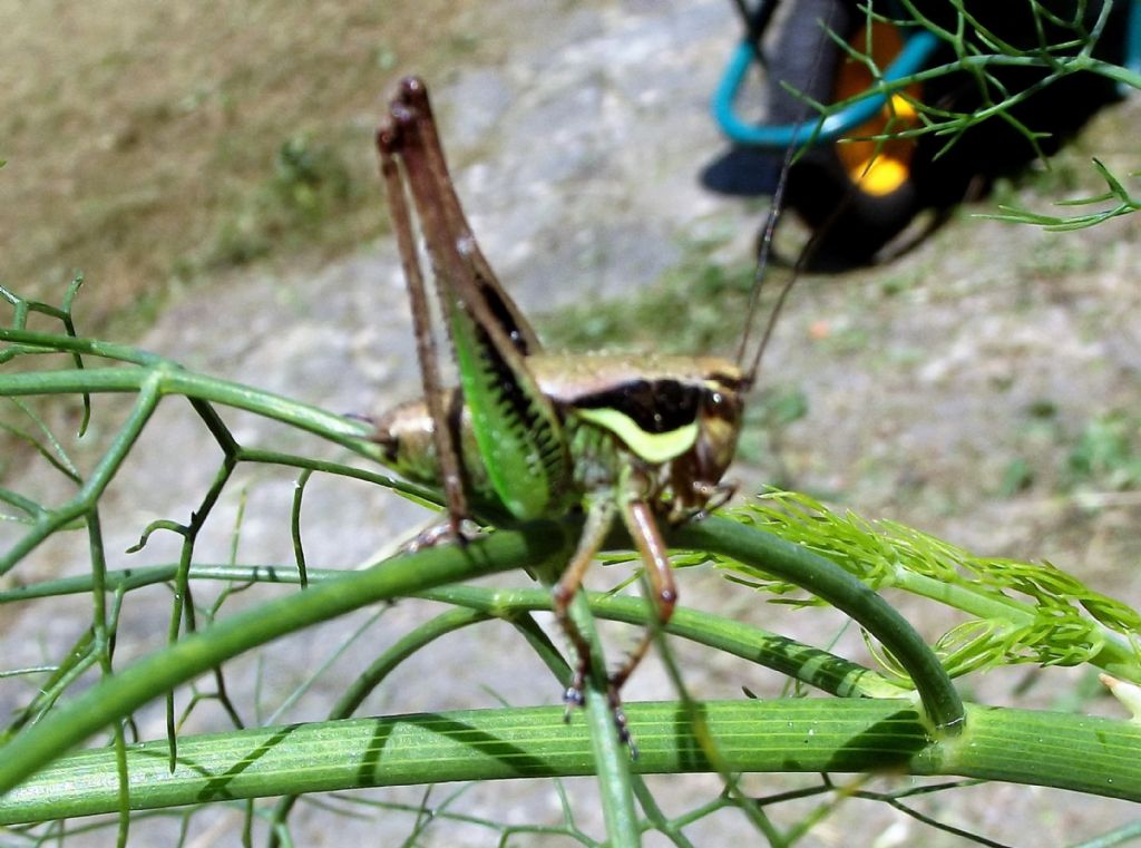 Tettigonidae: Eupholidoptera sp.