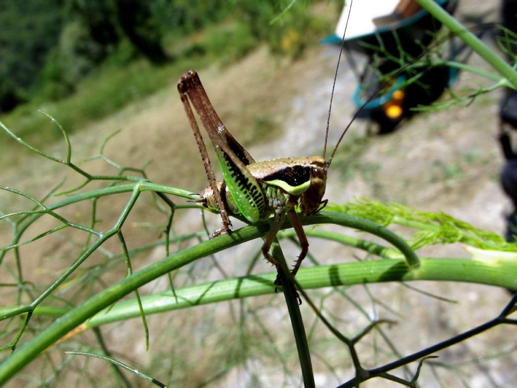 Tettigonidae: Eupholidoptera sp.