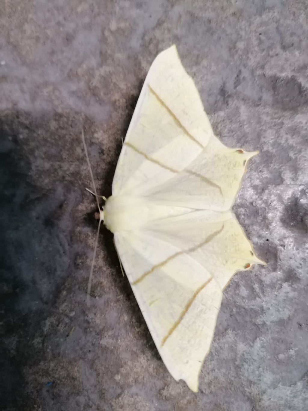 Falena? Ourapteryx sambucaria - Geometridae