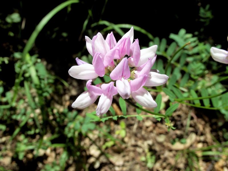 Astragalus?  No, Securigera varia (Fabaceae)