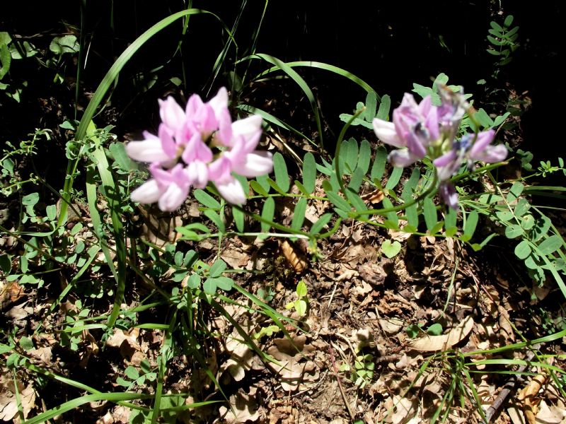 Astragalus?  No, Securigera varia (Fabaceae)