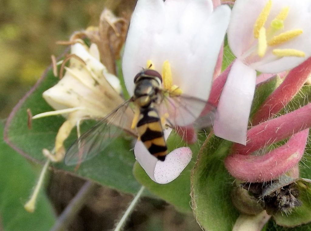 Syrphidae? S, Meliscaeva auricollis