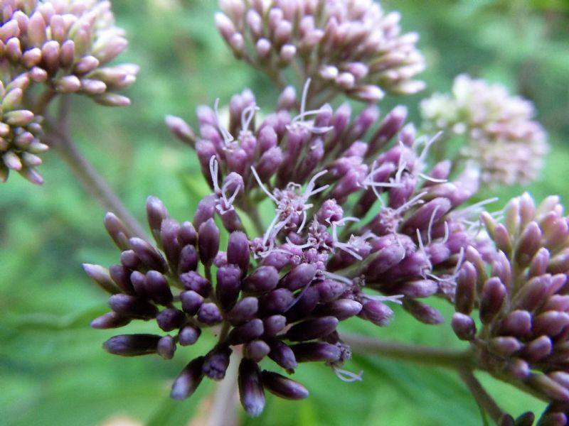 Eupatorium cannabinum (Asteraceae)