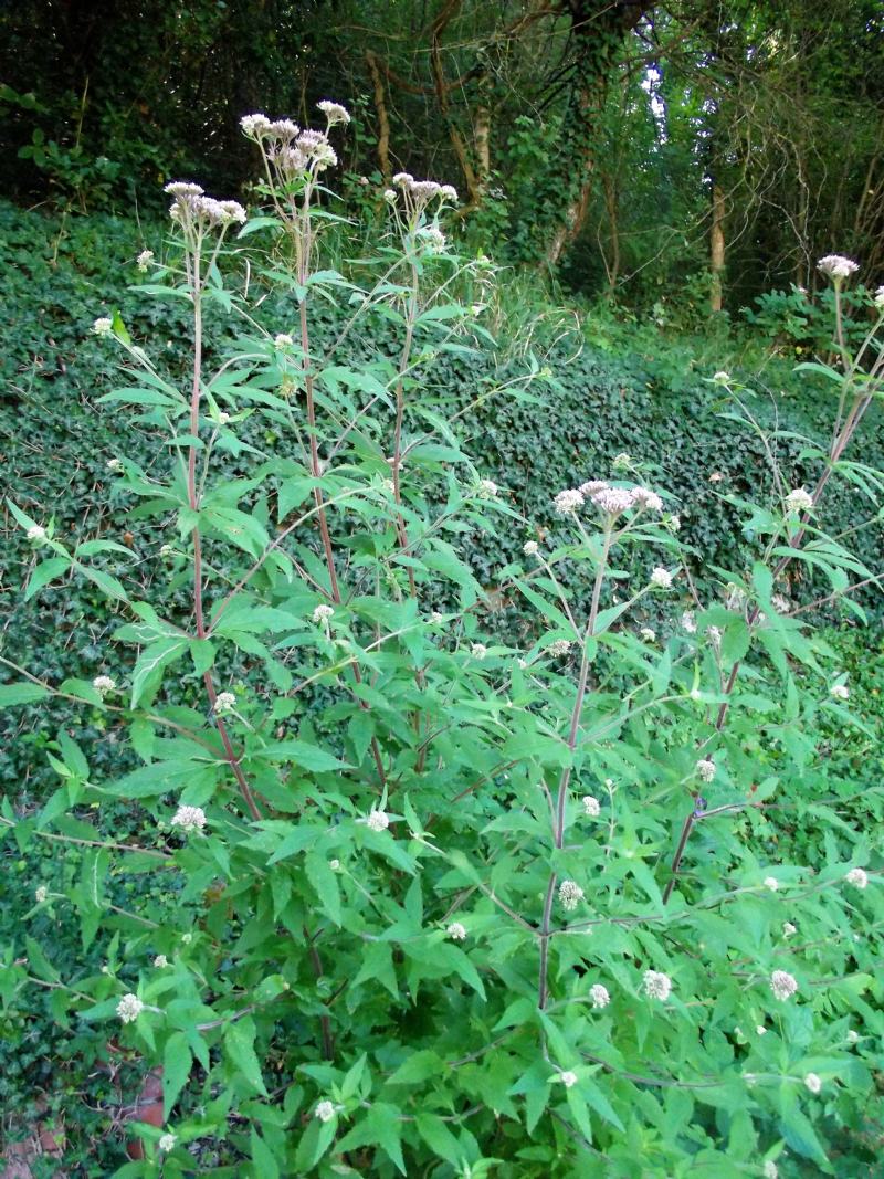 Eupatorium cannabinum (Asteraceae)