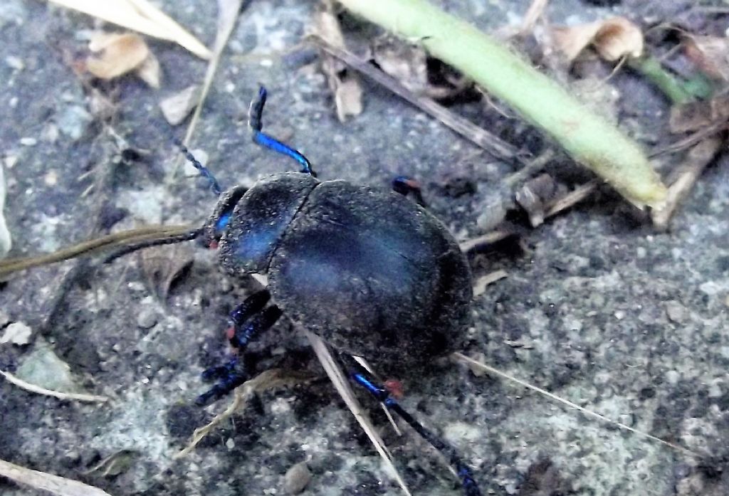 Carabidae ?  No, Chrysomelidae: Timarcha nicaeensis