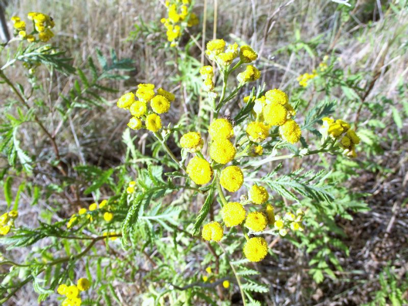 Composita....una volta, ora Asteracea:  Tanacetum vulgare