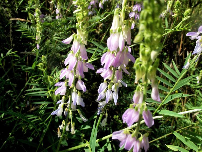 Galega sp.? S, Galega officinalis