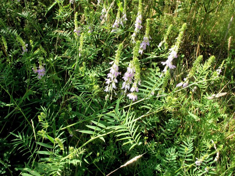 Galega sp.? S, Galega officinalis