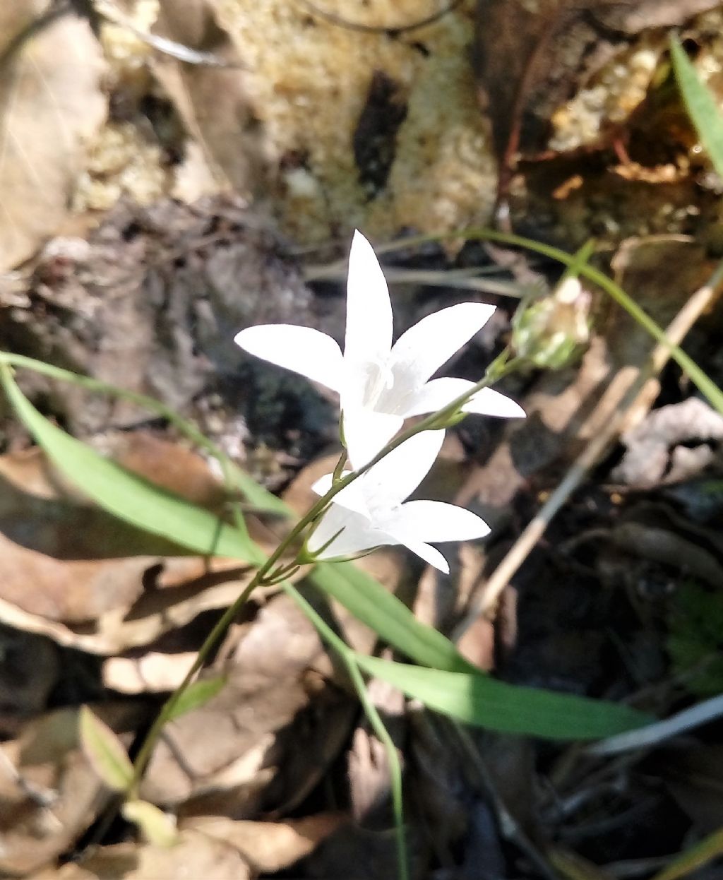 Campanula rapunculus